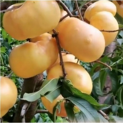 油蟠桃苗油蟠8一5桃树苗图3