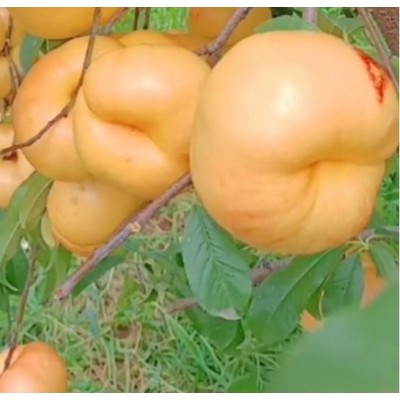 油蟠桃苗油蟠8一5桃树苗图2