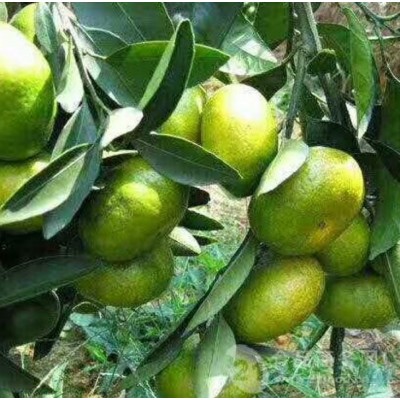 特早蜜桔产地大量批发