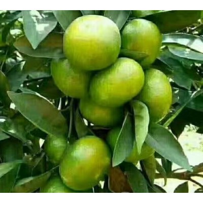 特早蜜桔产地大量批发图5