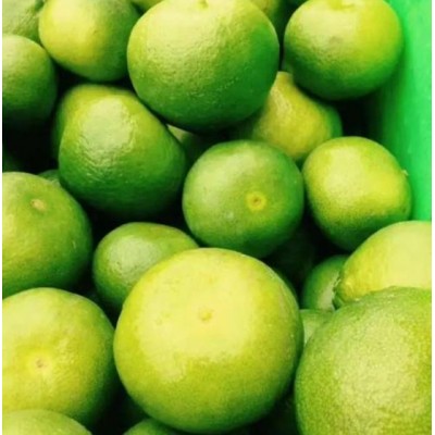 特早蜜桔产地大量批发图2