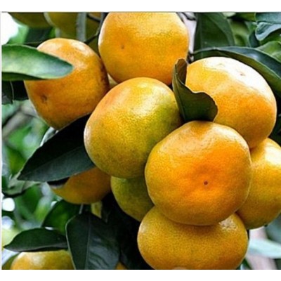 柑桔批发基地供应图4