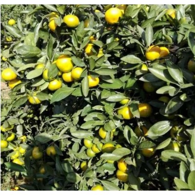 湖北宜昌柑桔产地大量批发图3