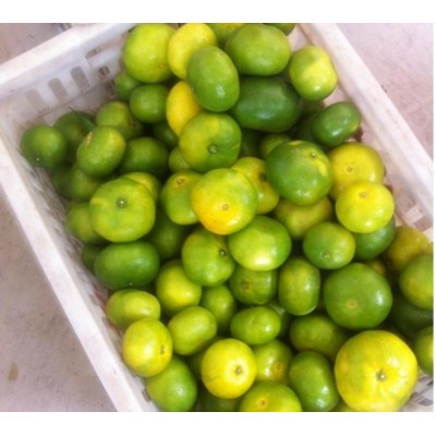 湖北宜昌柑桔产地大量批发