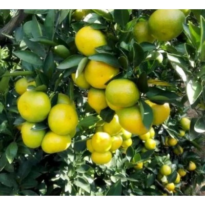 湖北宜昌柑桔产地大量批发图2