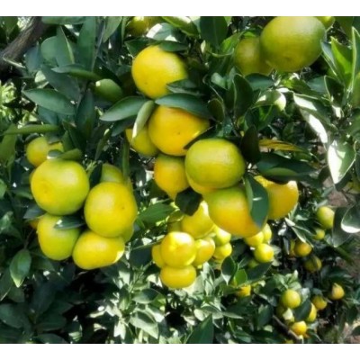 湖北宜昌柑桔产地大量批发图4