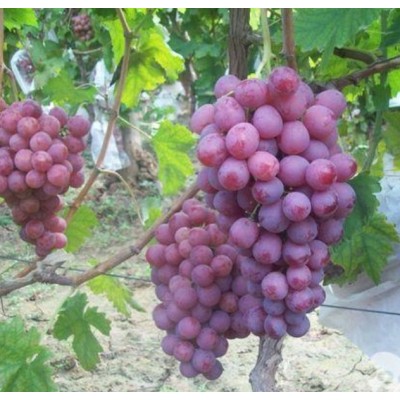 优质红提葡萄图5