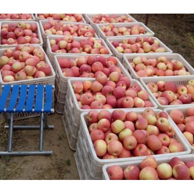 洛川红富士75mm一级果图3