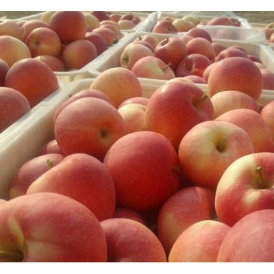 洛川红富士75mm一级果图5