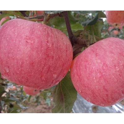 洛川红富士75mm一级果图2