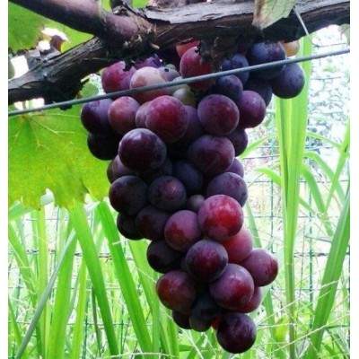 户太八号葡萄图5
