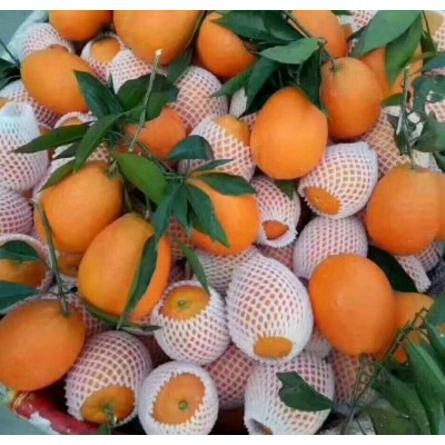 紐荷尔脐橙产地直供