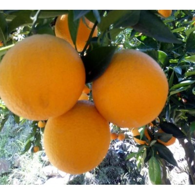 宜昌夏橙产地价格图2