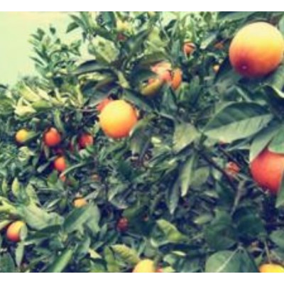湖北宜昌中华红，二月红橙产地批发