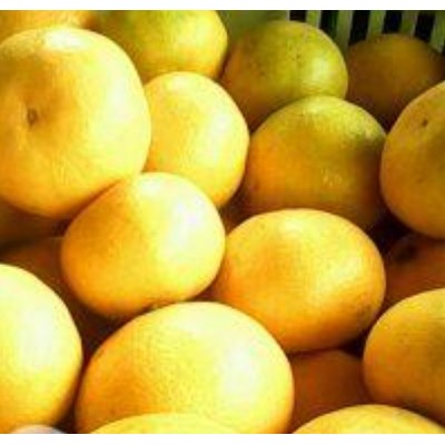 宜昌早熟蜜桔图5