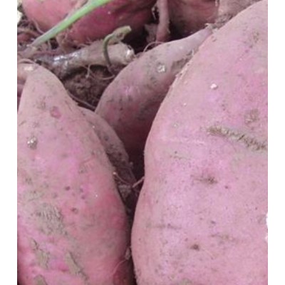 高粉2号红薯图4