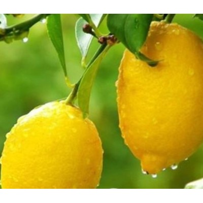 1-2级柠檬鲜果.图2