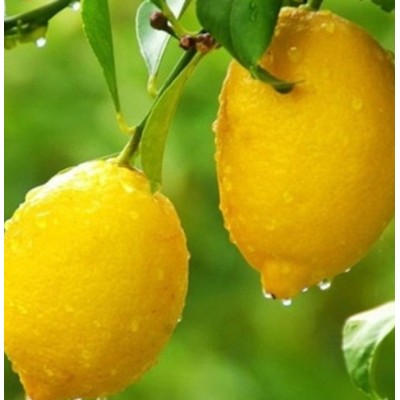 新鲜柠檬量大从优图3