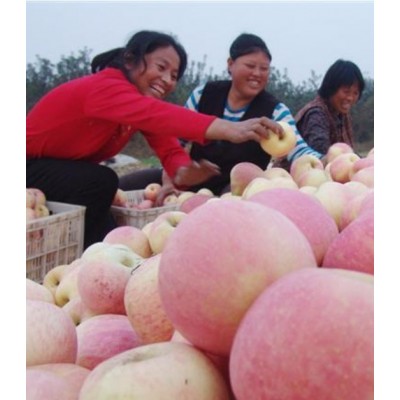 精品红富士苹果图4