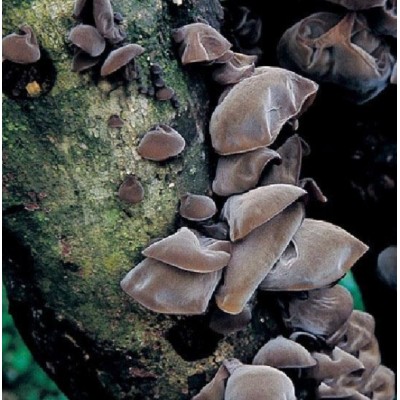 直批年货土特产 毛木耳批发图4