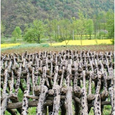 直批年货土特产 毛木耳批发图5