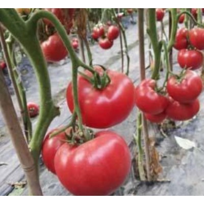 种子粉色苹果形早熟性好的番茄----优拉516种子图4