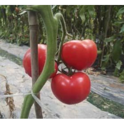 种子粉色苹果形早熟性好的番茄----优拉516种子图3