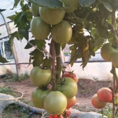 种子粉色苹果形耐高温番茄---优拉119种子图2