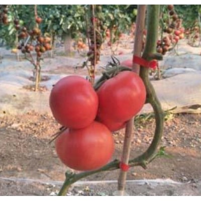 种子粉色苹果形耐高温番茄---优拉119种子图3