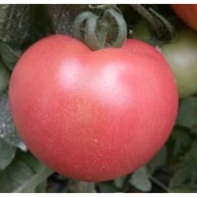 番茄种子粉色苹果形早熟,耐热好的番茄---优拉180种子图4