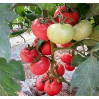 番茄种子粉色苹果形早熟,耐热好的番茄---优拉180种子图5