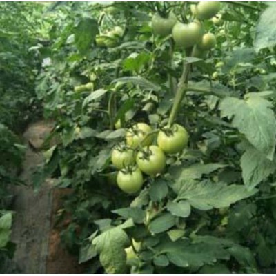 种子粉色苹果形抗热高产番茄---优拉588种子图3