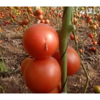 种子粉色苹果形抗热高产番茄---优拉588种子图5