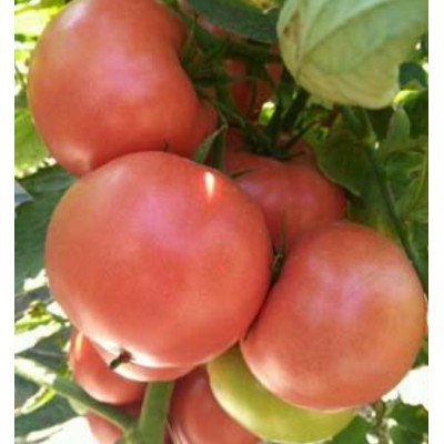 种子粉色苹果形抗热高产番茄---优拉588种子图4