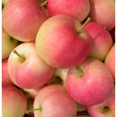 西部优质绿色农产品供应商-苹果供应图3
