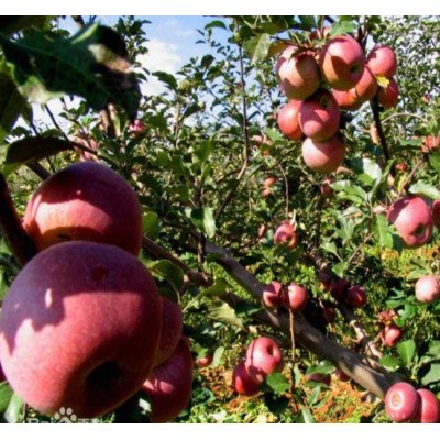 西部优质绿色农产品供应商-苹果供应图2