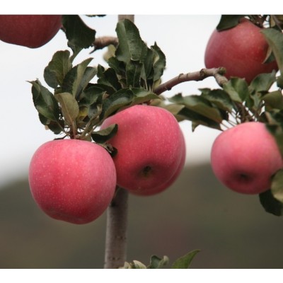 西部优质绿色农产品供应商-苹果供应图5