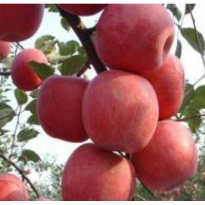 大荔县膜袋红富士苹果基地,膜袋红富士苹果格销售图2
