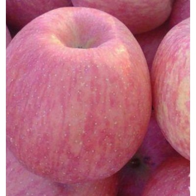 大荔县膜袋红富士苹果基地,膜袋红富士苹果格销售图4