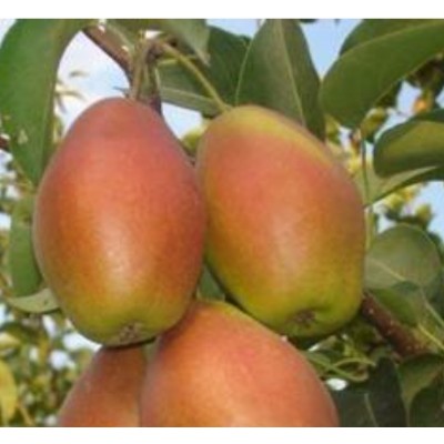 陕西红香酥梨种植基地，冷库红香酥梨格图2