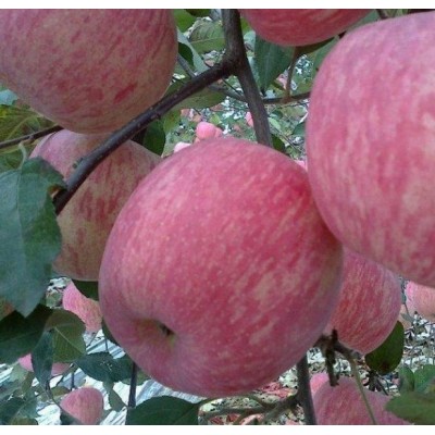 纸袋，膜袋红富士苹果产地格图4