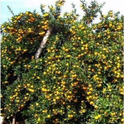 地理标志产品蜜桔图2