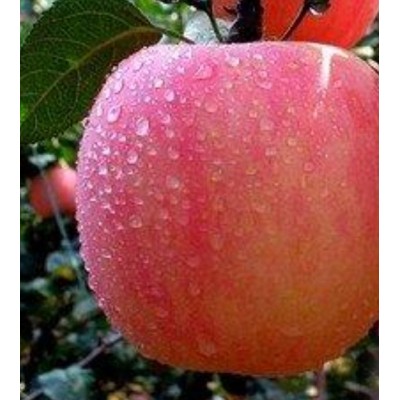 山东红富士苹果价格图3