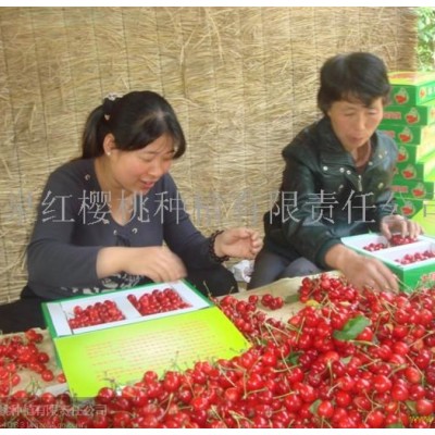 欧洲大粒樱桃图4