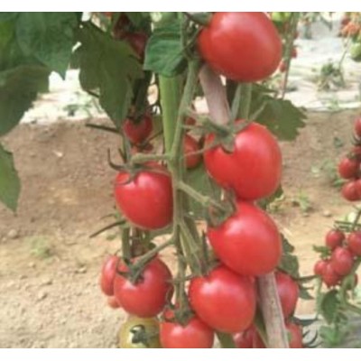 种子粉色樱桃番茄--奥罗拉种子图2