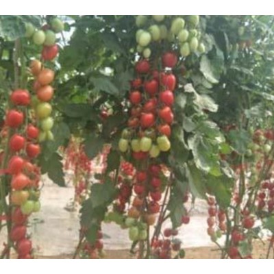 种子粉色樱桃番茄--奥罗拉种子图3