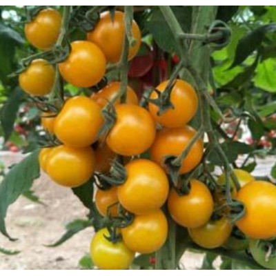 黄色樱桃番茄--金宝种子图2