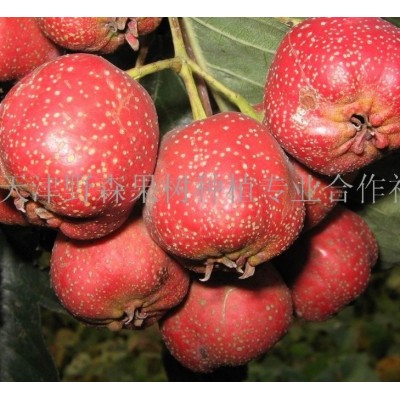 山楂（红果）图3