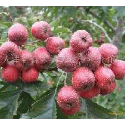 速冻保鲜山楂图4