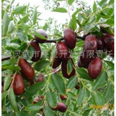 灵武长枣图5